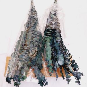 Preserved Eucalyptus