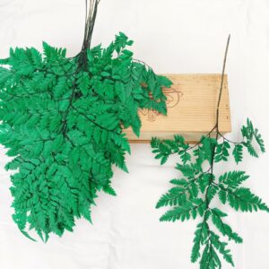 Fern Leaves
